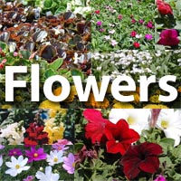 Bedding Flowers and Groundcover